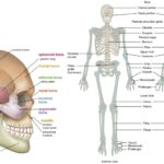 Skeletal System - Definition, Types, Anatomy, Functions