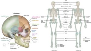 Skeletal System – Definition, Types, Anatomy, Functions