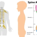 Spinal Cord - Definition, Structure, Functions