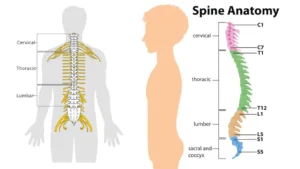Spinal Cord – Definition, Structure, Functions