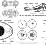 Stages in Chick Embryo Development