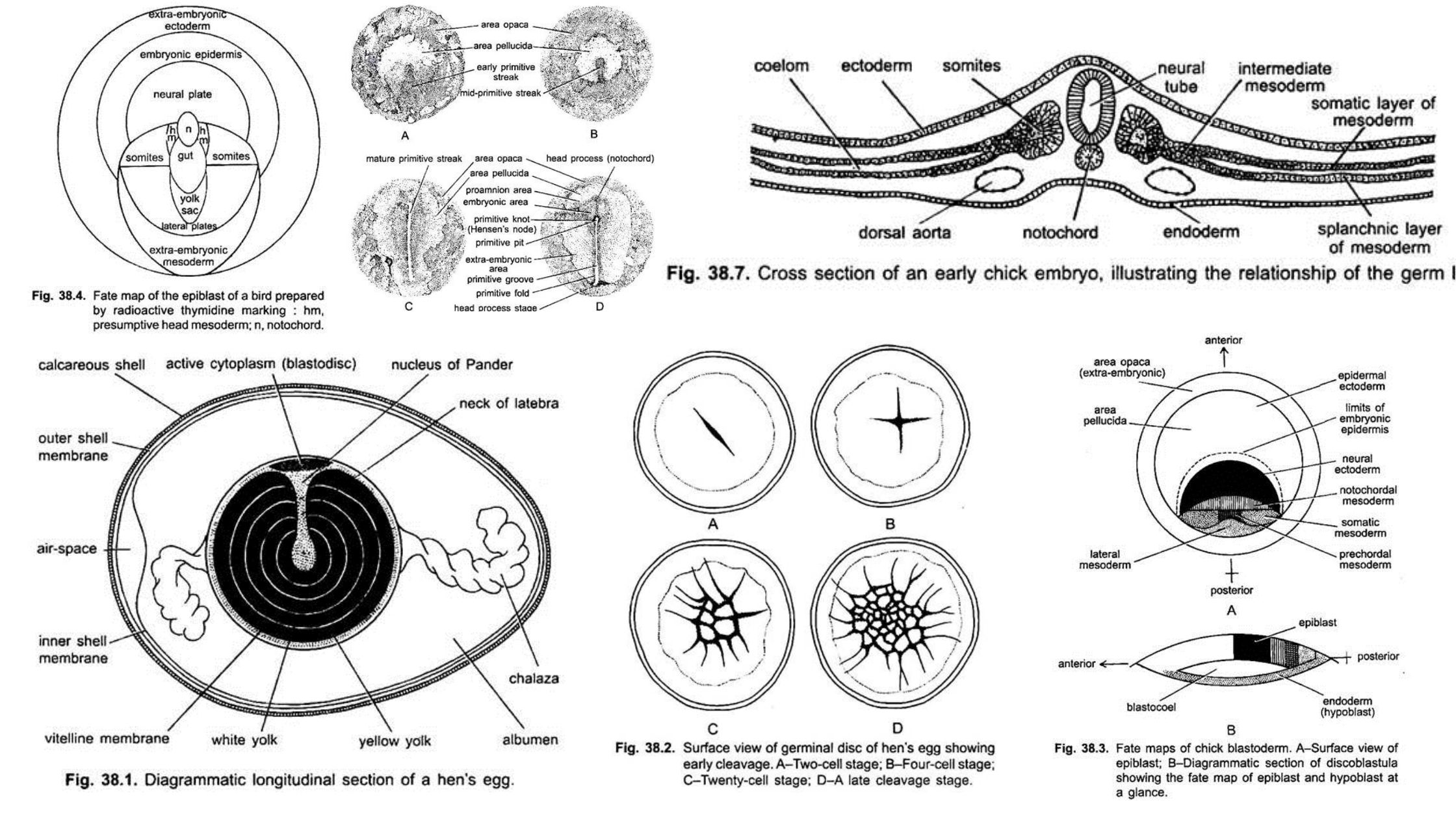 Stages in Chick Embryo Development