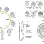 Stages in the development of frog - Pre-embryonic, Embryonic and Post-embryonic Development