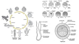 Development Stages of frog – Pre-embryonic, embryonic and post-embryonic development
