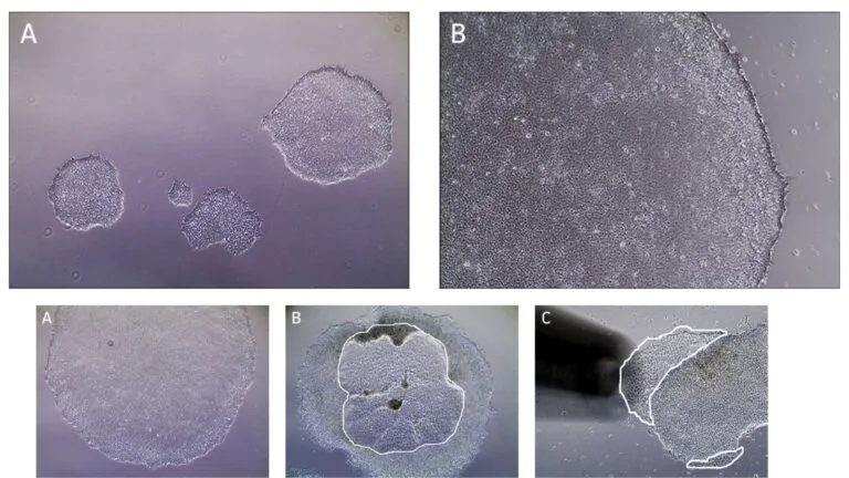Stem cell culture - Definition, Types, Application, Preparation