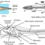 Study of larval forms In Protochordates