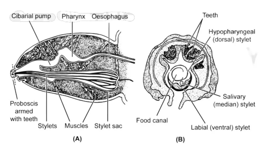 Sucking louse.