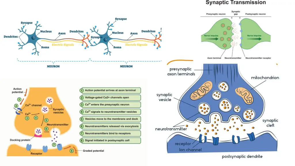 Synapse - Definition, Parts, Types & Function - Biology Notes Online