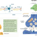 Synapse - Definition, Parts, Types & Function