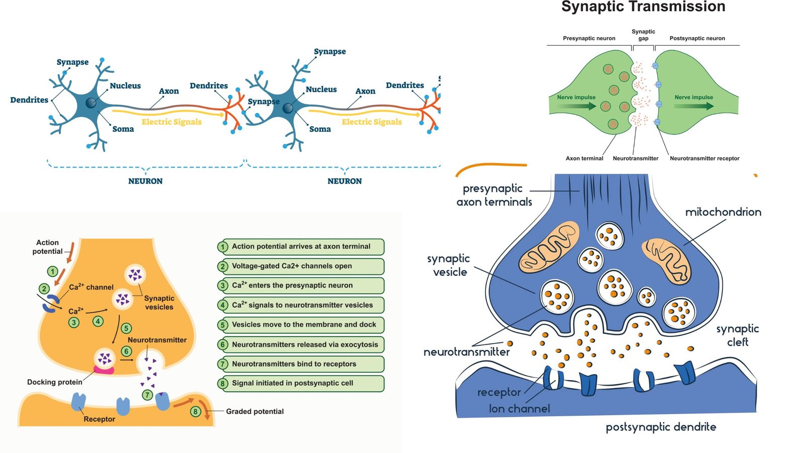 Synapse - Definition, Parts, Types & Function