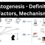 Teratogenesis - Definition, Factors, Mechanism