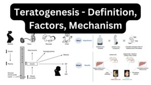 Teratogenesis – Definition, Factors, Mechanism