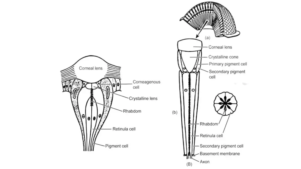 The structure of ocelli and compound eye.