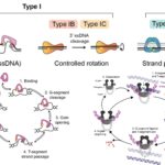 Topoisomerase - Definition, Structure, Types, Functions, Mechanism