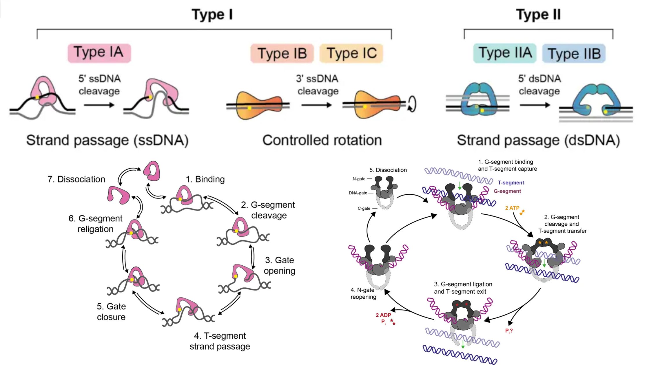 Topoisomerase - Definition, Structure, Types, Functions, Mechanism