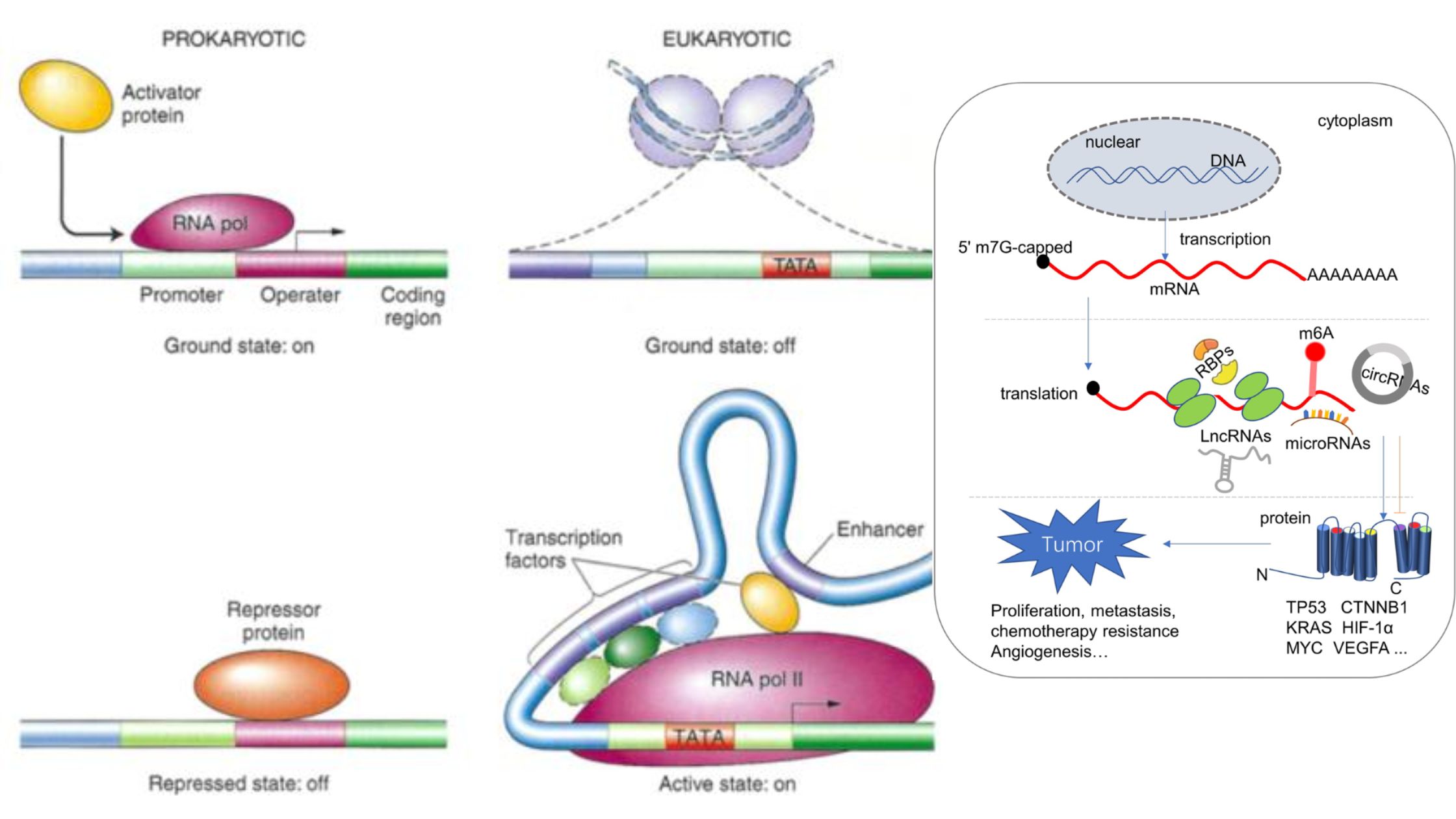 Translational regulation - Definition, Mechanism