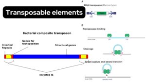 Transposable elements – Definition, Types, Examples, Application