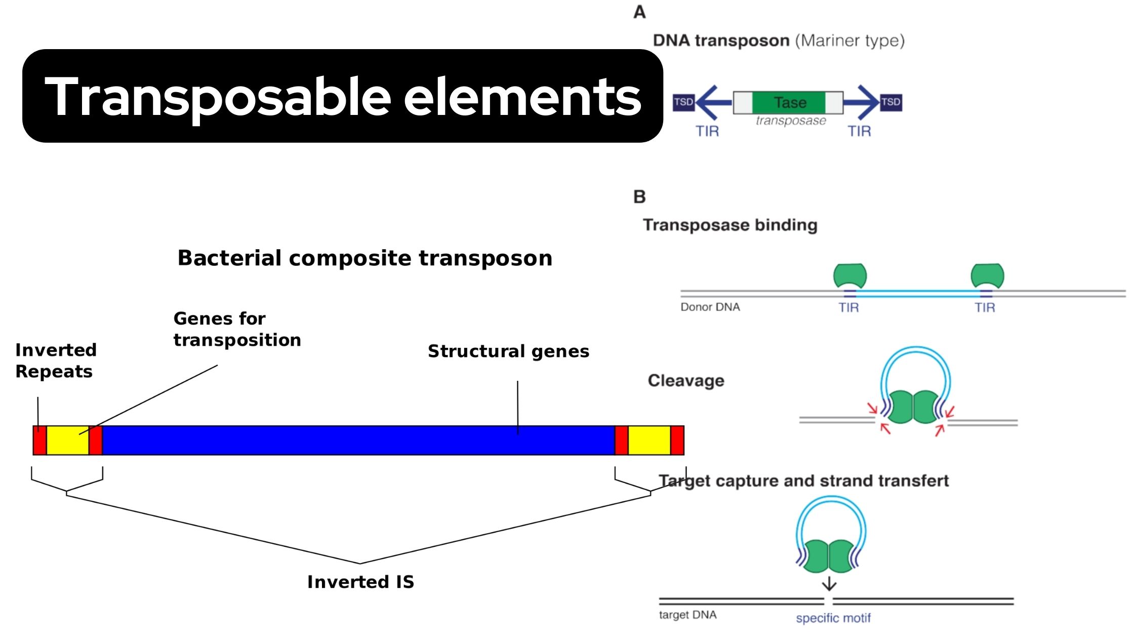 Transposable elements - Definition, Types, Examples, Application