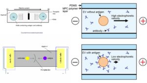 Types of Immunoelectrophoresis 