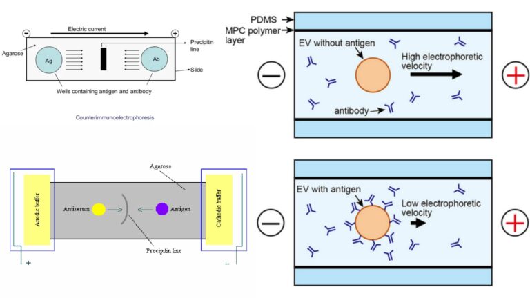 Types of Immunoelectrophoresis 