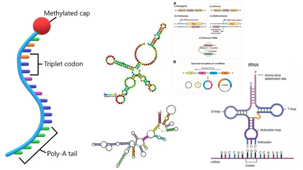 Types of RNA with Structure and Functions - Biology Notes Online