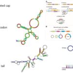 Types of RNA with Structure and Functions