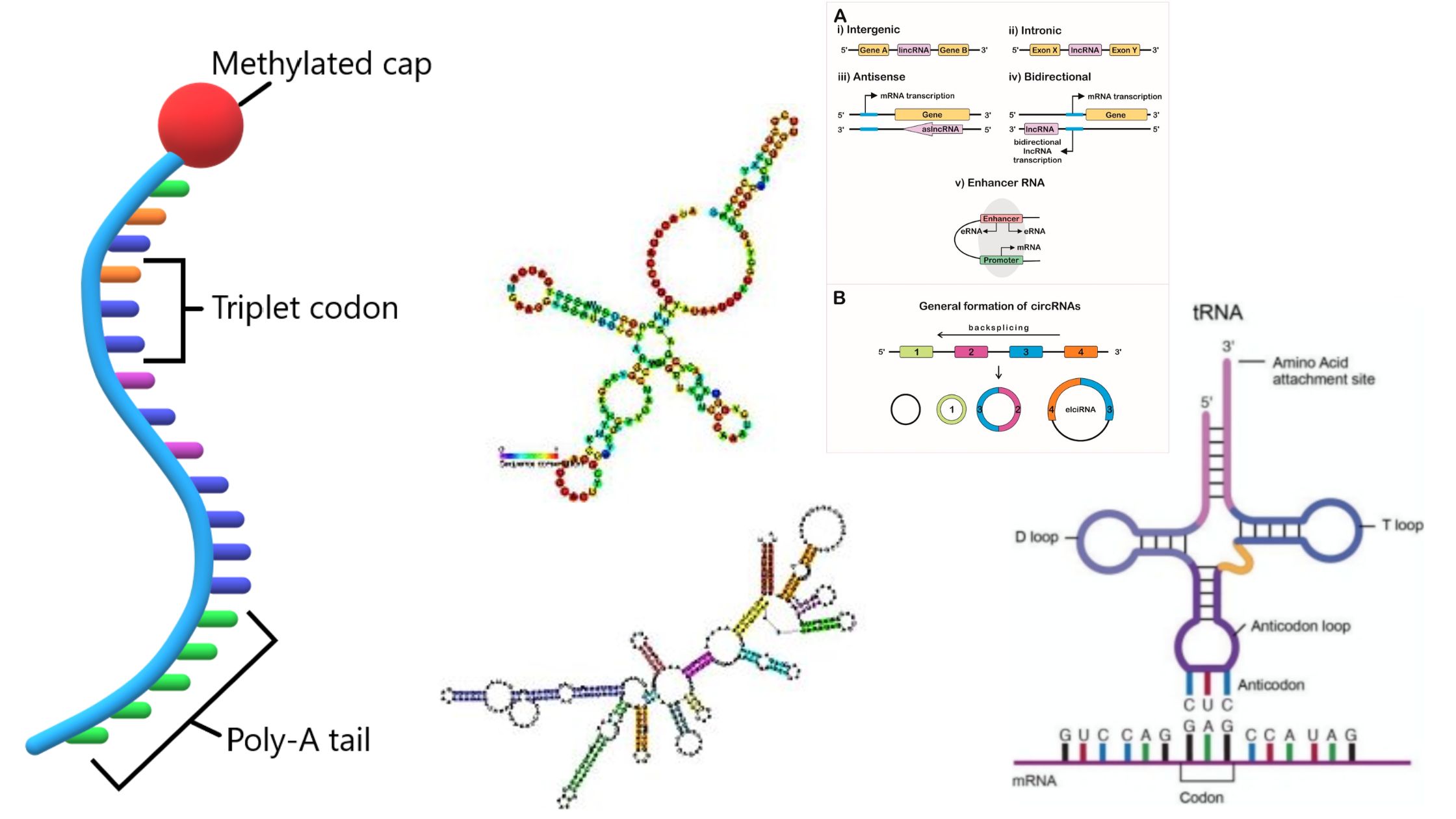 Types of RNA with Structure and Functions