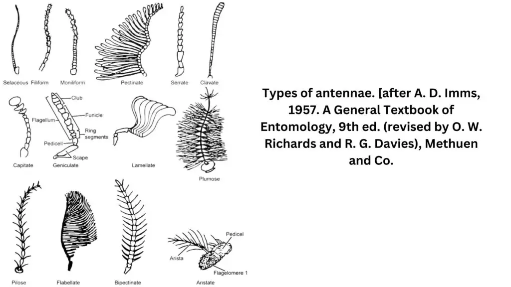 Types of antennae