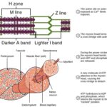 Ultra structure of skeletal muscle - Definition, Functions