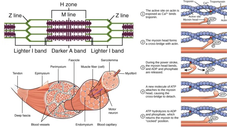Ultra structure of skeletal muscle - Definition, Functions