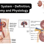 Urinary System - Definition, Anatomy and Physiology