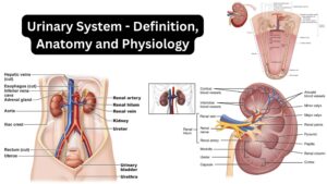 Urinary System – Definition, Anatomy and Physiology