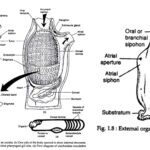 Urochordata - Definition, Characteristics, and Classification