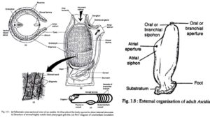 Urochordata – Definition, Characteristics, and Classification