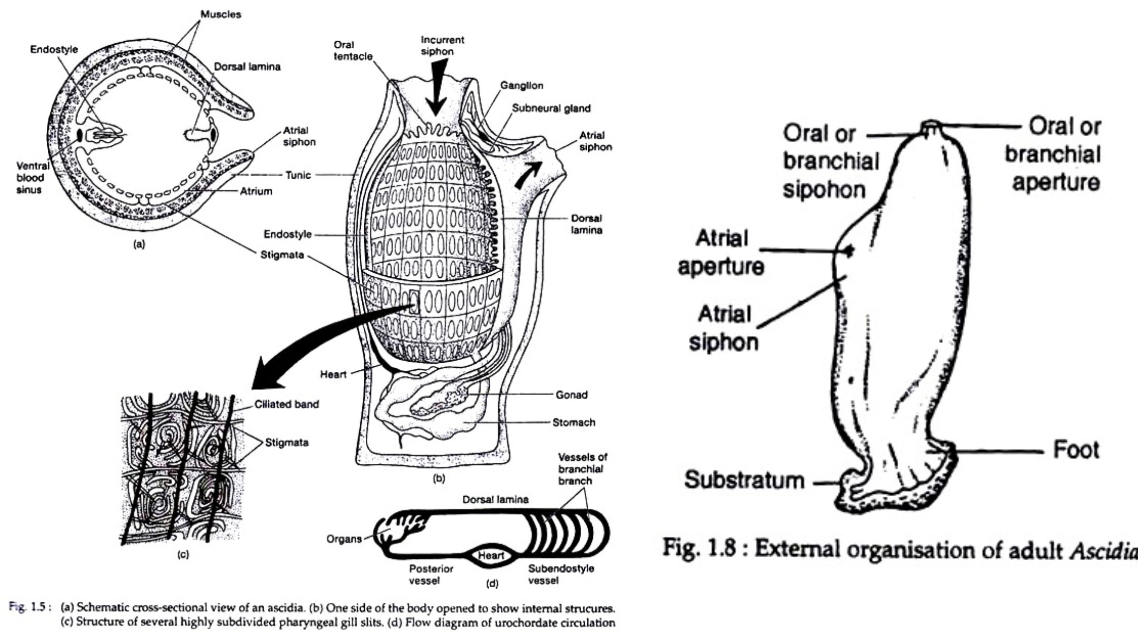 Urochordata - Definition, Characteristics, and Classification