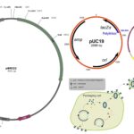 DNA Polymerase - Definition, Mechanism, Structure, Types