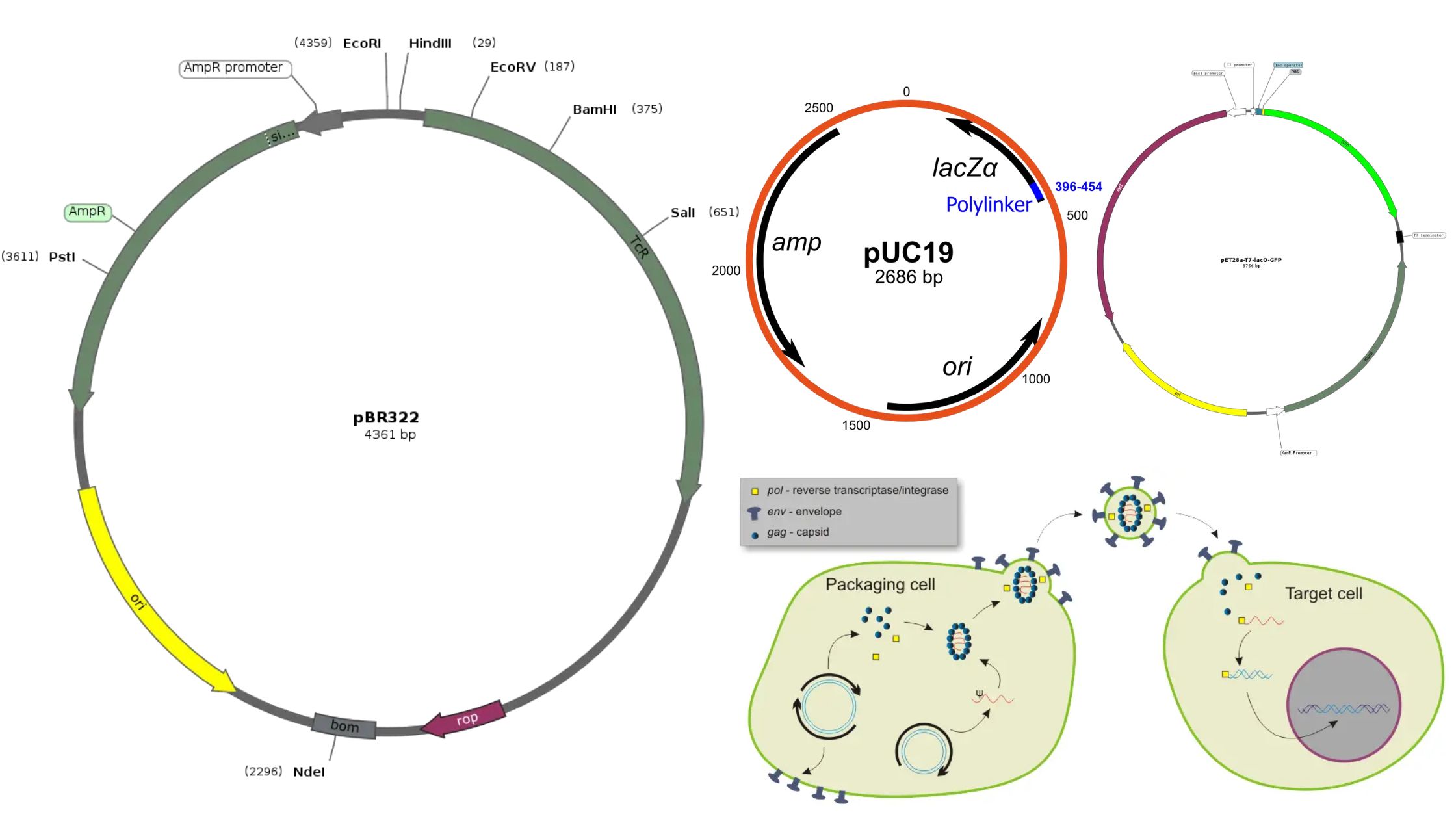 DNA Polymerase - Definition, Mechanism, Structure, Types