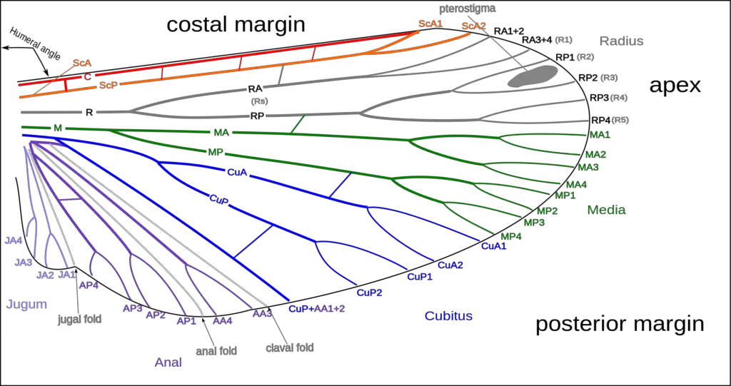 Venation of insect wings, based on the Comstock-Needham system
