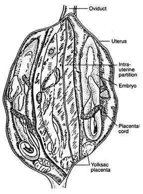 Viviparous Elasmobranchs