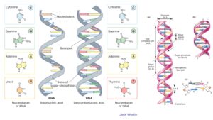 Watson and Crick DNA Model