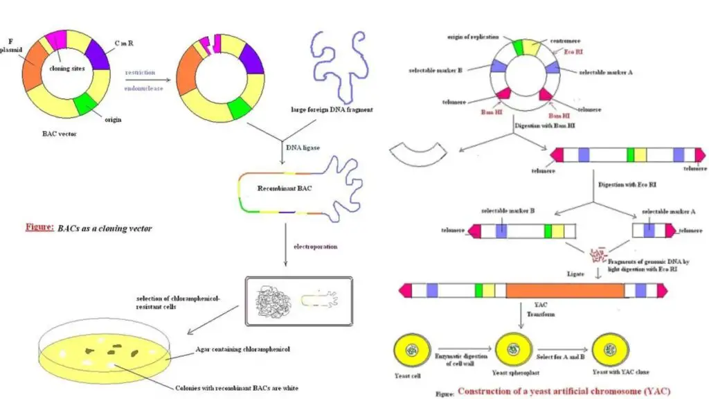 What is the Difference between YAC and BAC Vectors? - Biology Notes Online