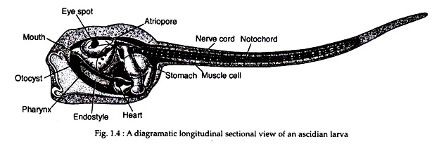 Characters of Urochordata