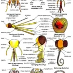 Study of biting and chewing, and piercing and sucking type of mouth parts