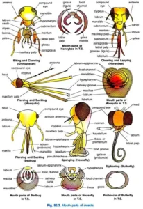 Study of biting and chewing, and piercing and sucking type of mouth parts