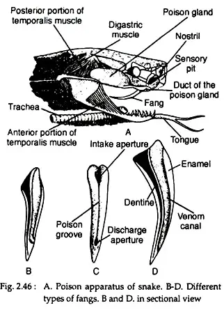 Poison Apparatus of Snake