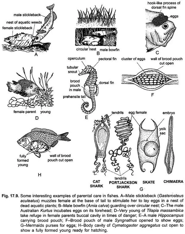 Parental Care in Fishes 