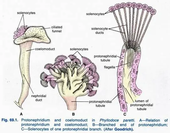 Nephridia and Nephromixia