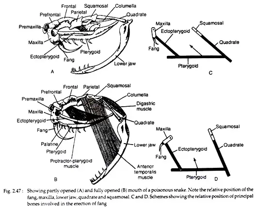 Ligaments and Muscles of Snakes:
