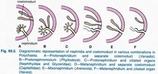 Nephridia and Nephromixia