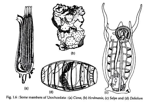 Urochordata members